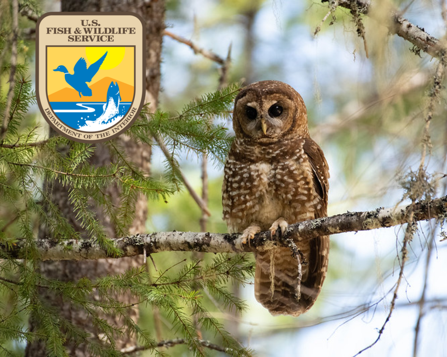 USFWS Statewide Restoration Programmatic Biological Opinion (PBO ...